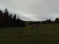 Hrčava