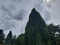 Olešná