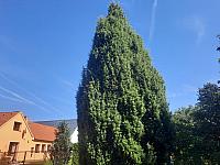 Olešná