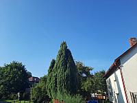 Olešná