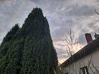 Olešná