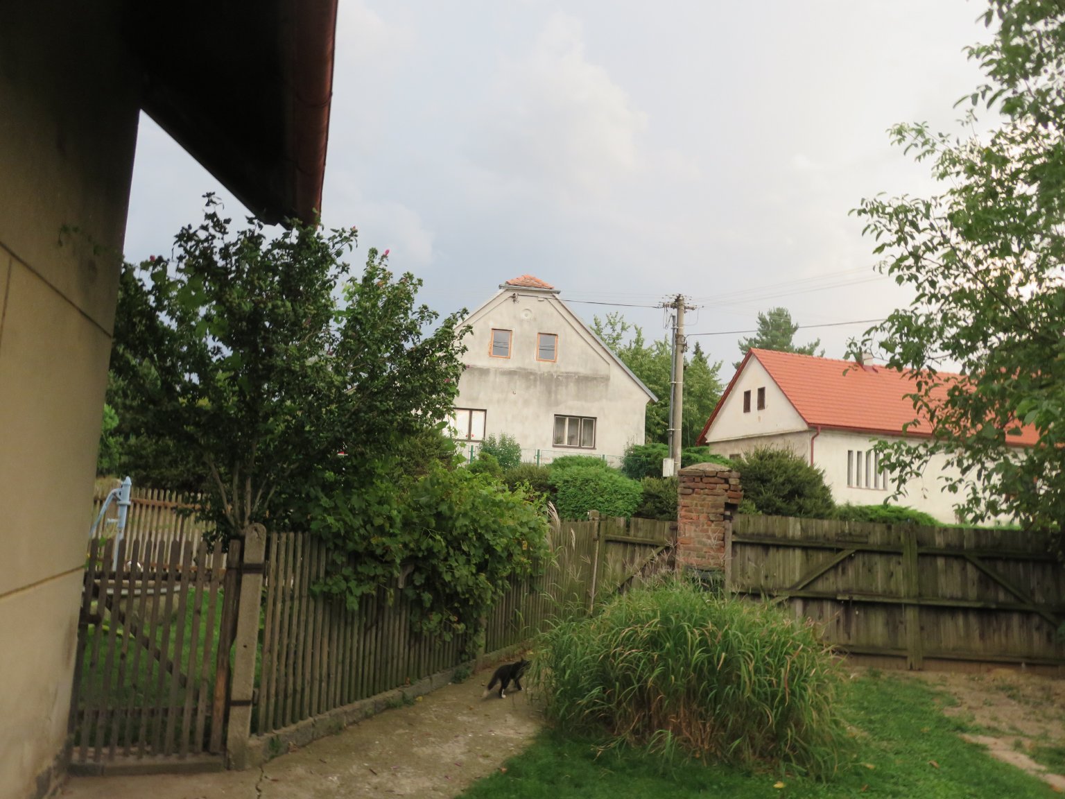 Třibřichy