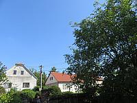 Třibřichy