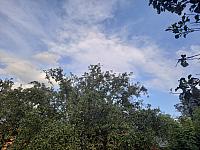 Olešná