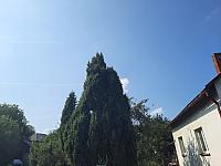 Olešná
