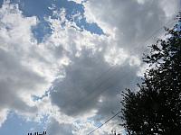 Třibřichy