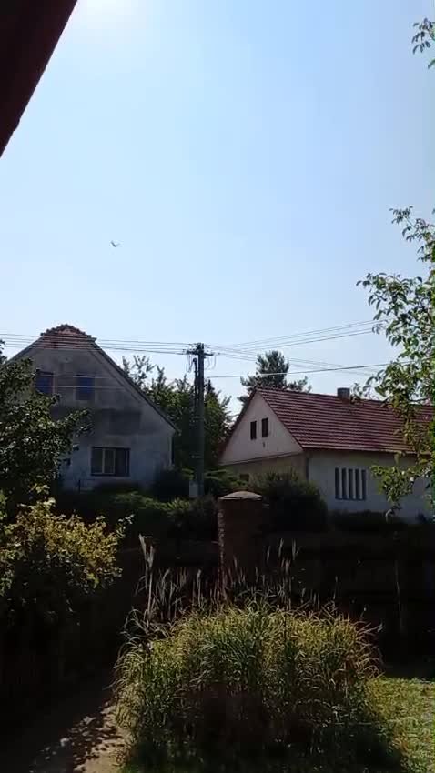 Třibřichy