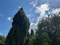 Olešná