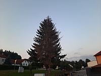 Olešná