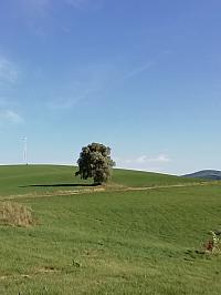 Nižná