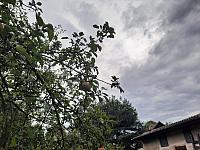 Olešná