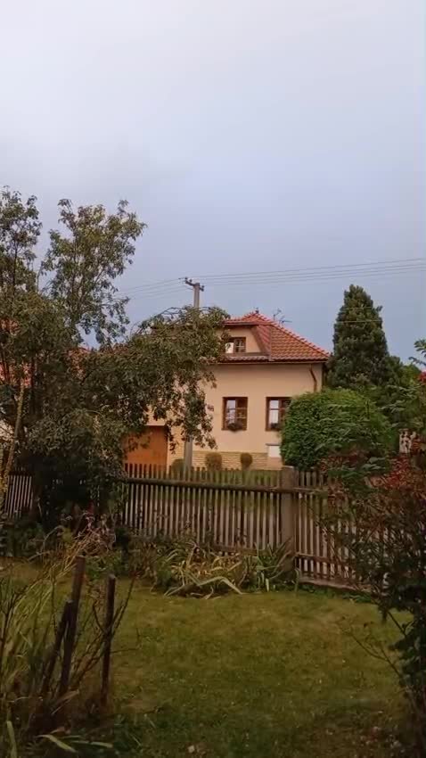 Třibřichy