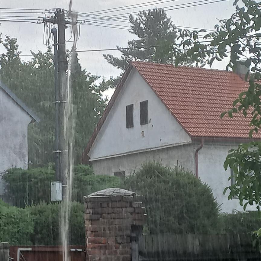 Třibřichy