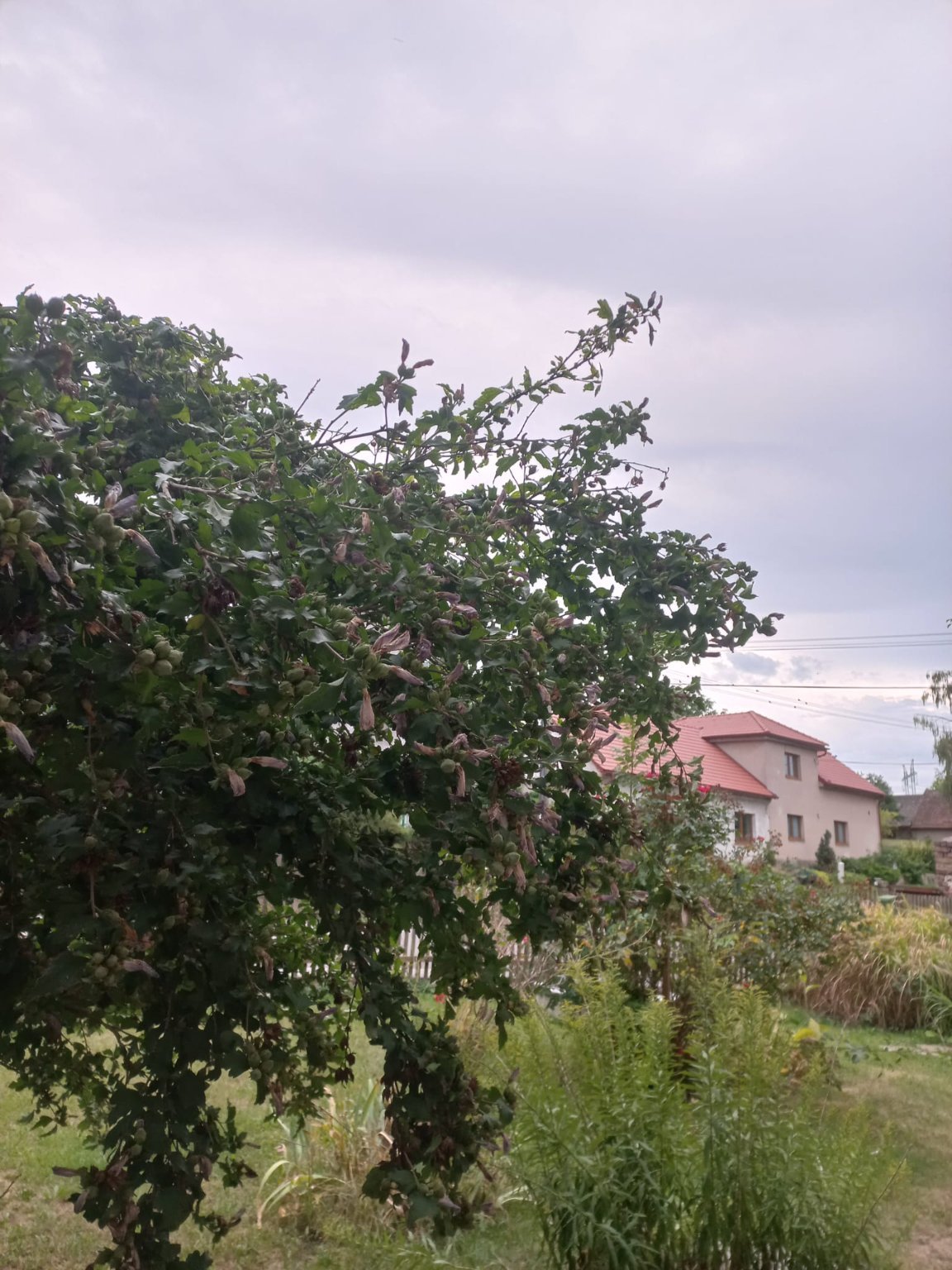 Třibřichy