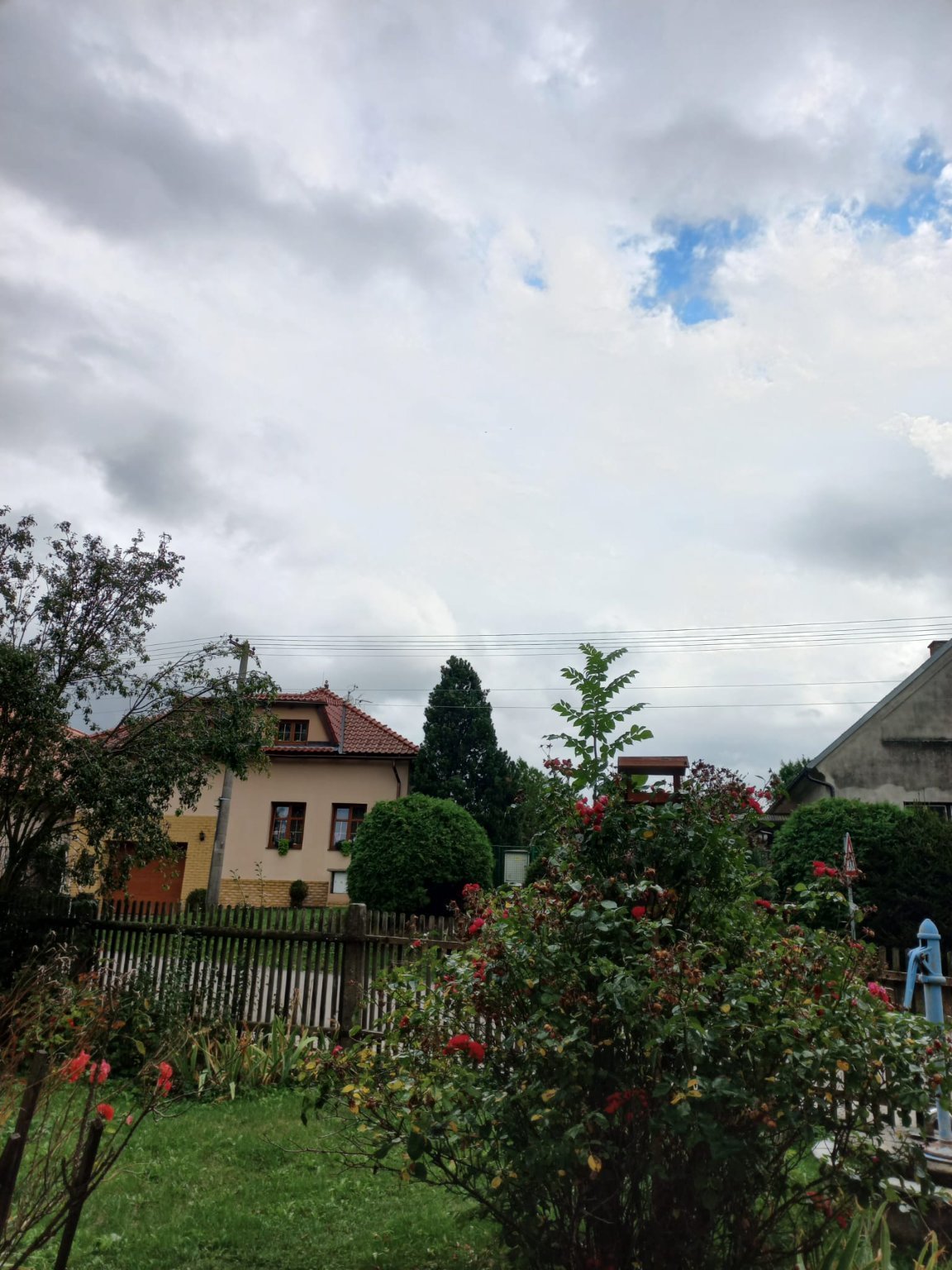 Třibřichy