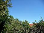 Třibřichy