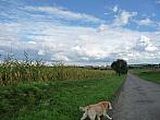 Třibřichy