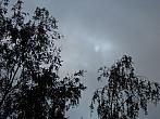 Borovina