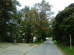 Borovina