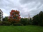 Borovina