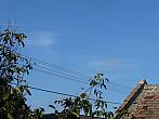 Třibřichy