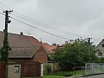 Třibřichy