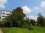 Borovina