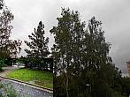 Borovina