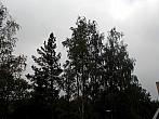 Borovina