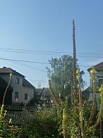 Třibřichy