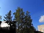 Borovina