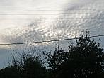 Třibřichy