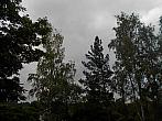 Borovina