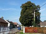 Třibřichy