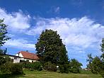 Borovina