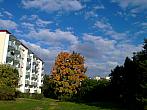 Borovina