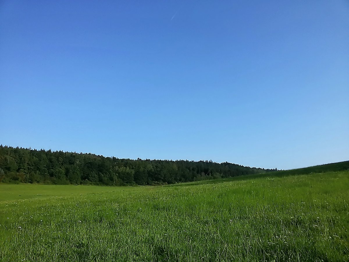 Vidov