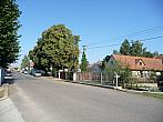 Třibřichy