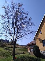 Skalité