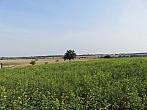 Třibřichy
