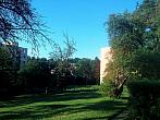 Borovina