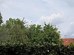Třibřichy