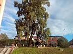 Borovina