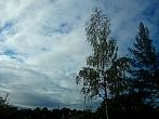 Borovina