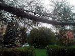 Borovina