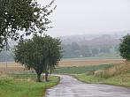 Třibřichy