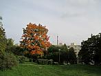 Borovina