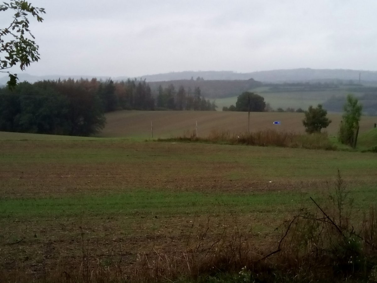Borovina
