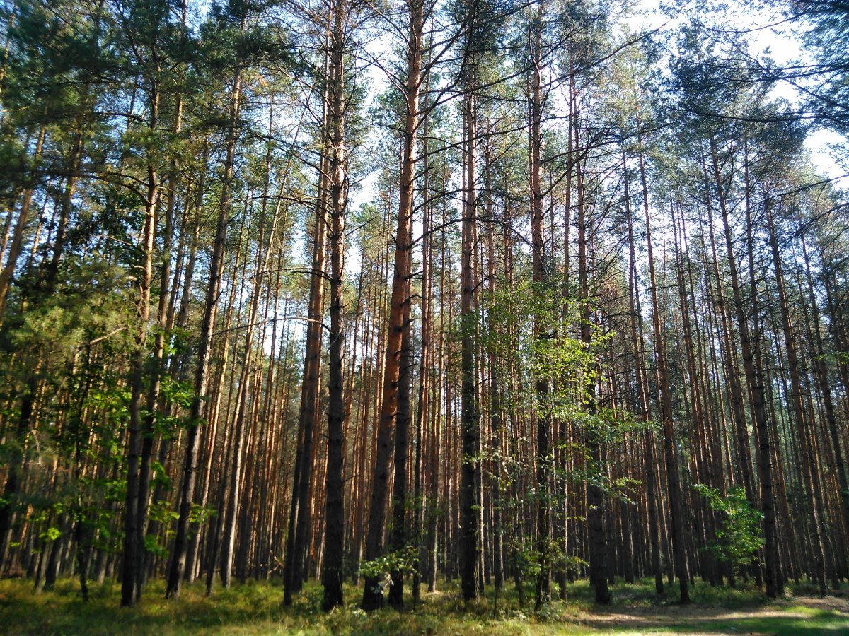 Hlínoviště 