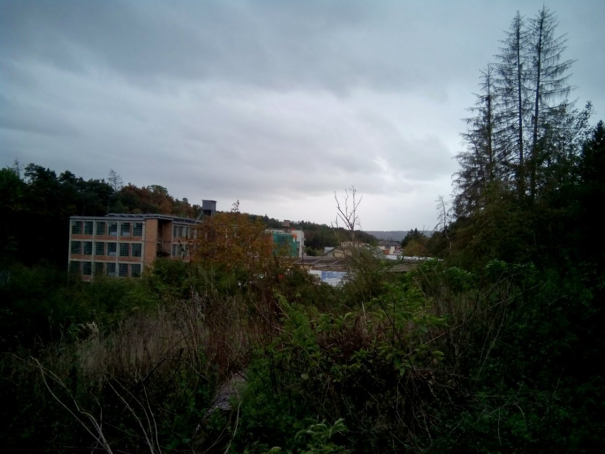 Borovina